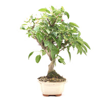 Zierapfel 'Malus spec.'