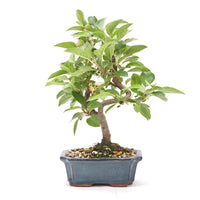 Zierapfel 'Malus spec.'