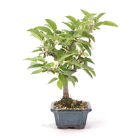 Zierapfel 'Malus spec.'