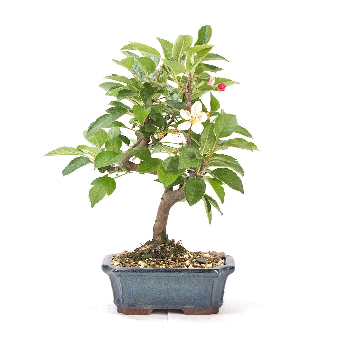 Zierapfel 'Malus spec.'