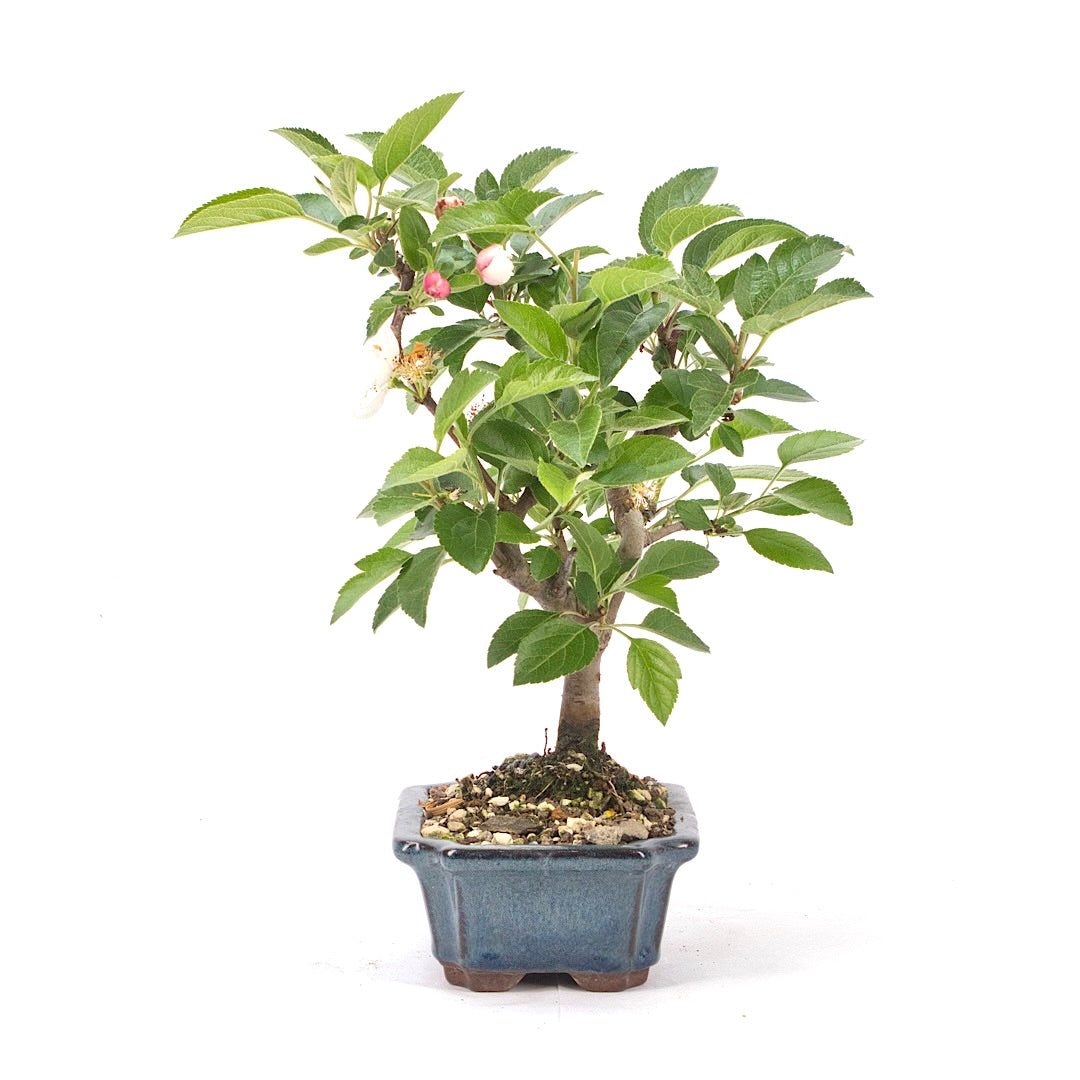 Zierapfel 'Malus spec.'