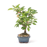Zierapfel 'Malus spec.'