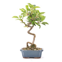 Zierapfel 'Malus spec.'