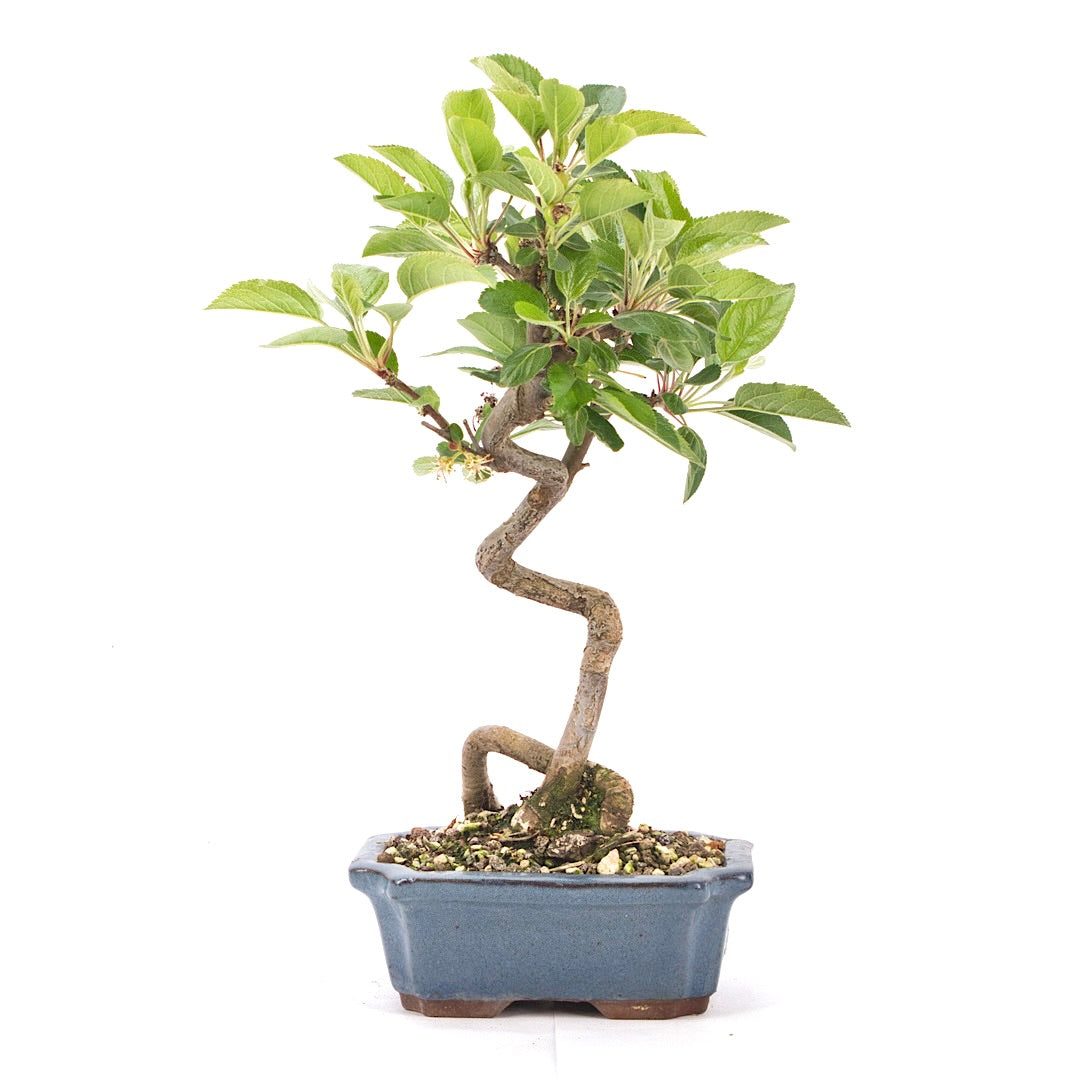 Zierapfel 'Malus spec.'