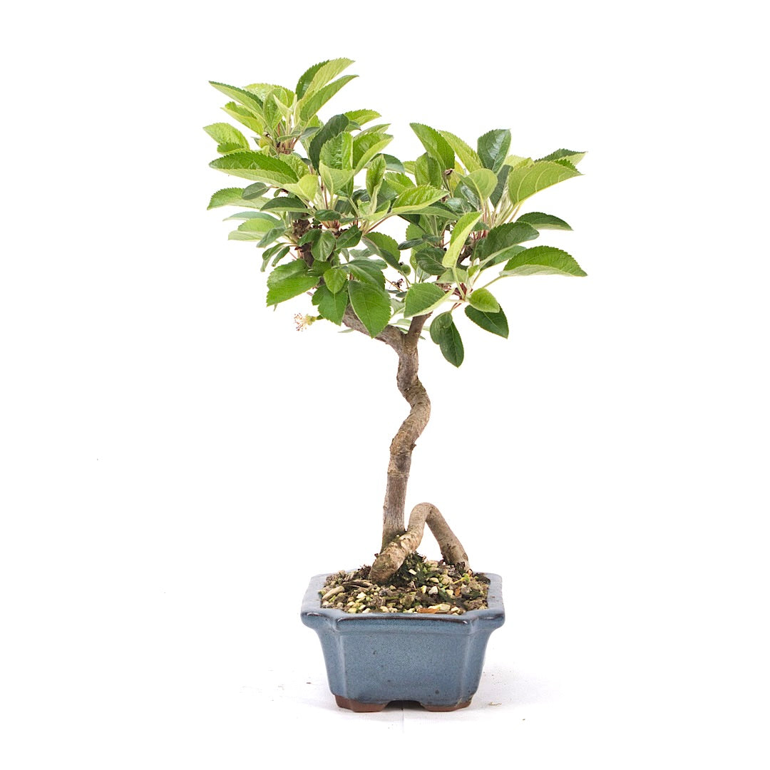Zierapfel 'Malus spec.'