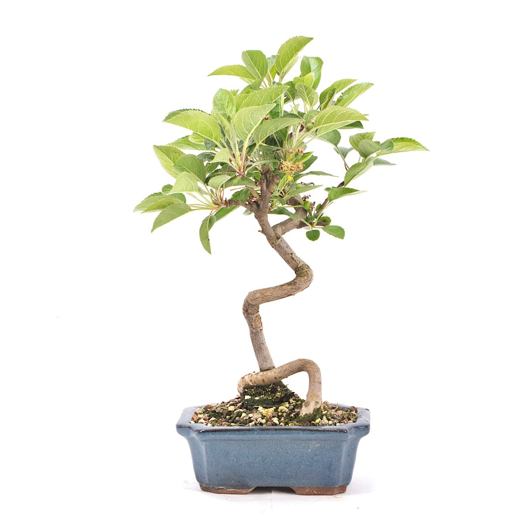 Zierapfel 'Malus spec.'