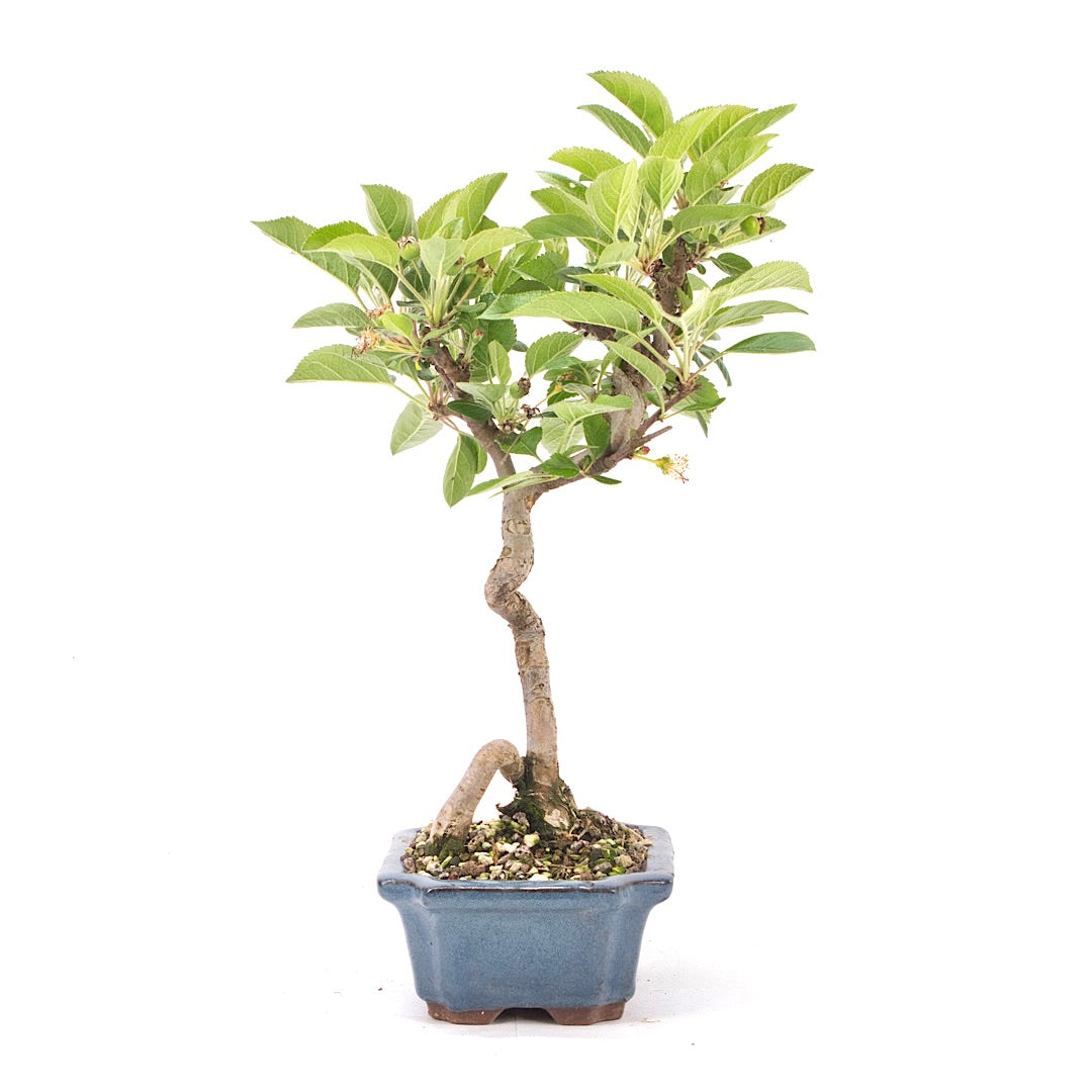 Zierapfel 'Malus spec.'