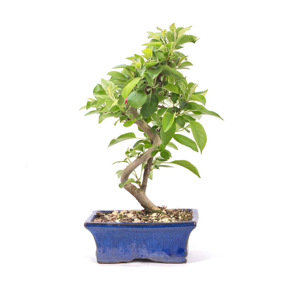Zierapfel 'Malus spec.'