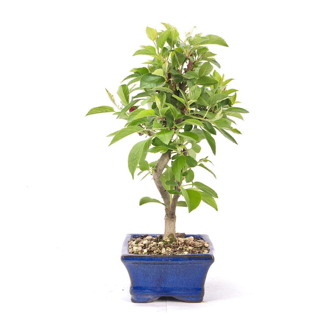 Zierapfel 'Malus spec.'