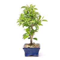 Zierapfel 'Malus spec.'