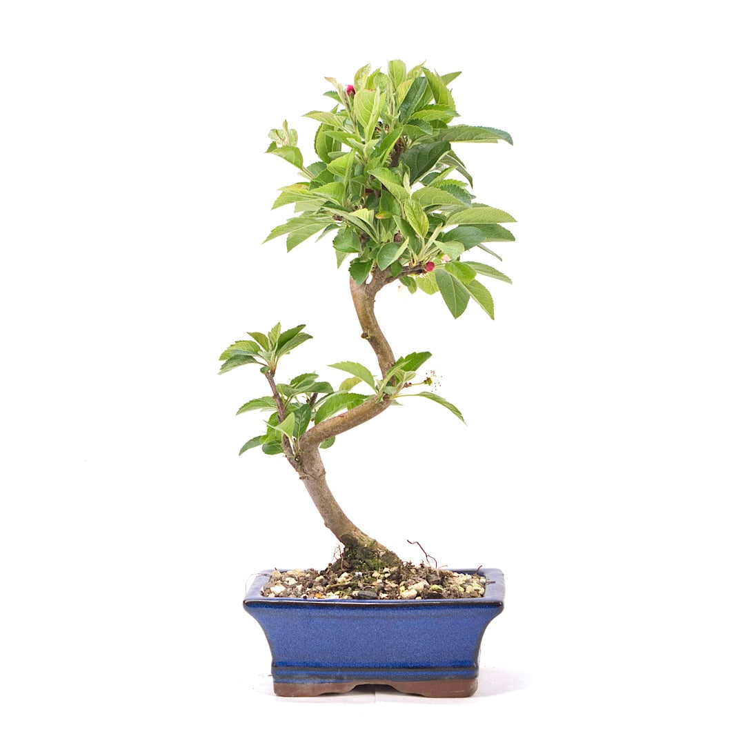 Zierapfel 'Malus spec.'