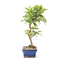 Zierapfel 'Malus spec.'