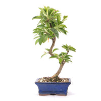 Zierapfel 'Malus spec.'