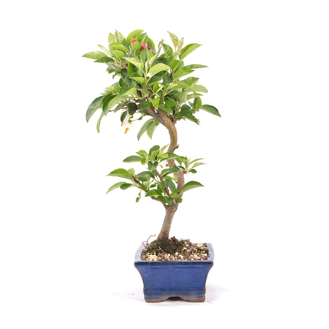 Zierapfel 'Malus spec.'