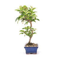 Zierapfel 'Malus spec.'