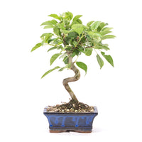 Zierapfel 'Malus spec.'