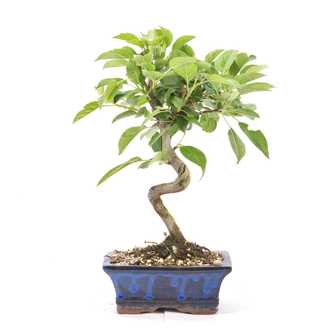 Zierapfel 'Malus spec.'