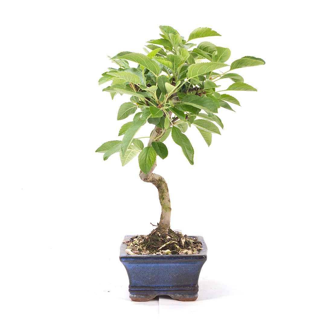 Zierapfel 'Malus spec.'