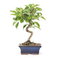 Zierapfel 'Malus spec.'