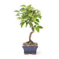 Zierapfel 'Malus spec.'