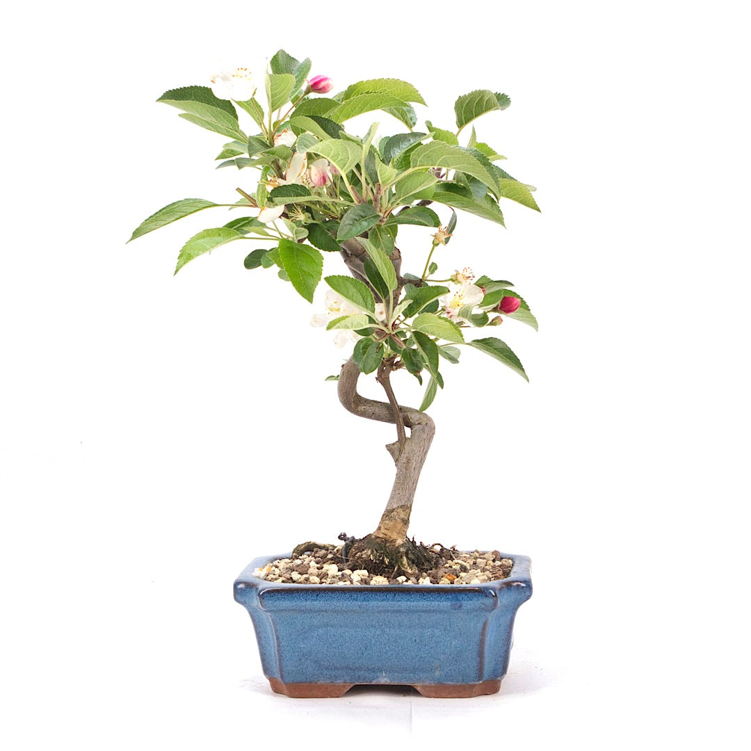 Zierapfel 'Malus spec.'