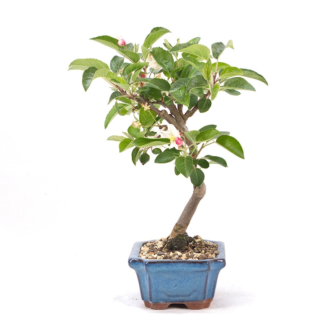 Zierapfel 'Malus spec.'