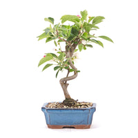 Zierapfel 'Malus spec.'