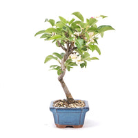 Zierapfel 'Malus spec.'
