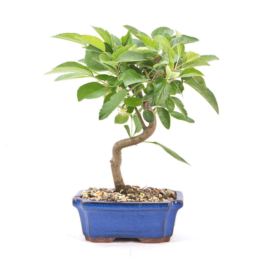 Zierapfel 'Malus spec.'