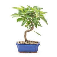 Zierapfel 'Malus spec.'