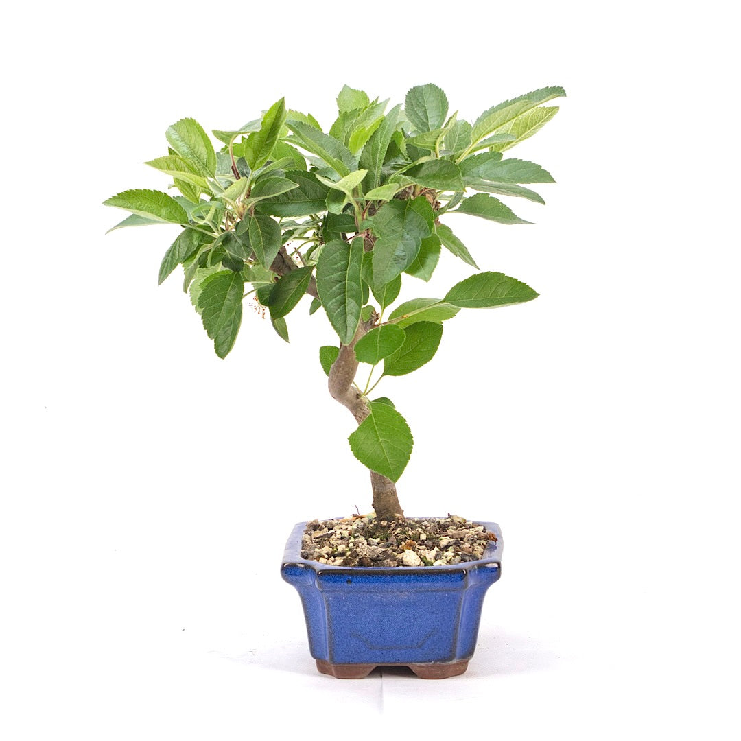 Zierapfel 'Malus spec.'