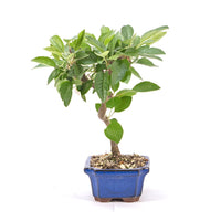 Zierapfel 'Malus spec.'
