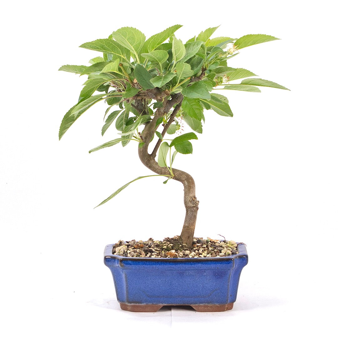 Zierapfel 'Malus spec.'