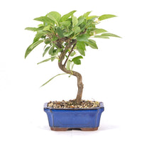 Zierapfel 'Malus spec.'