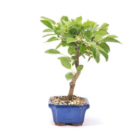 Zierapfel 'Malus spec.'
