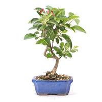 Zierapfel 'Malus spec.'