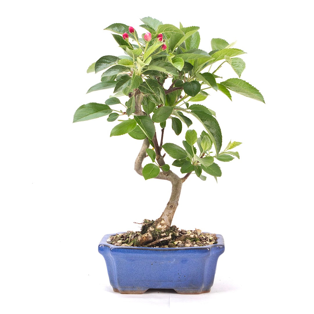 Zierapfel 'Malus spec.'