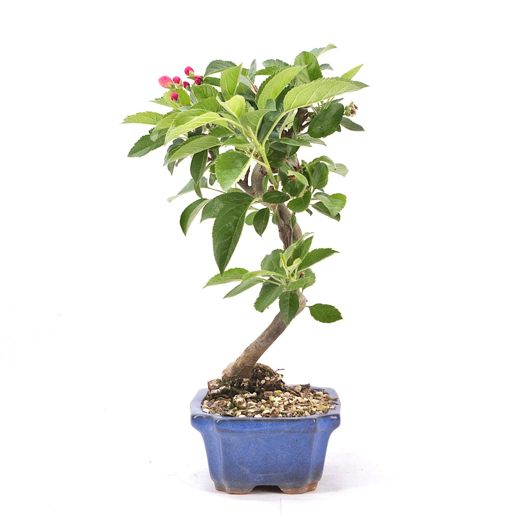 Zierapfel 'Malus spec.'