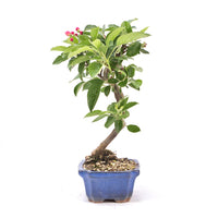 Zierapfel 'Malus spec.'