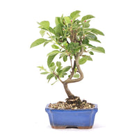 Zierapfel 'Malus spec.'