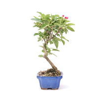Zierapfel 'Malus spec.'