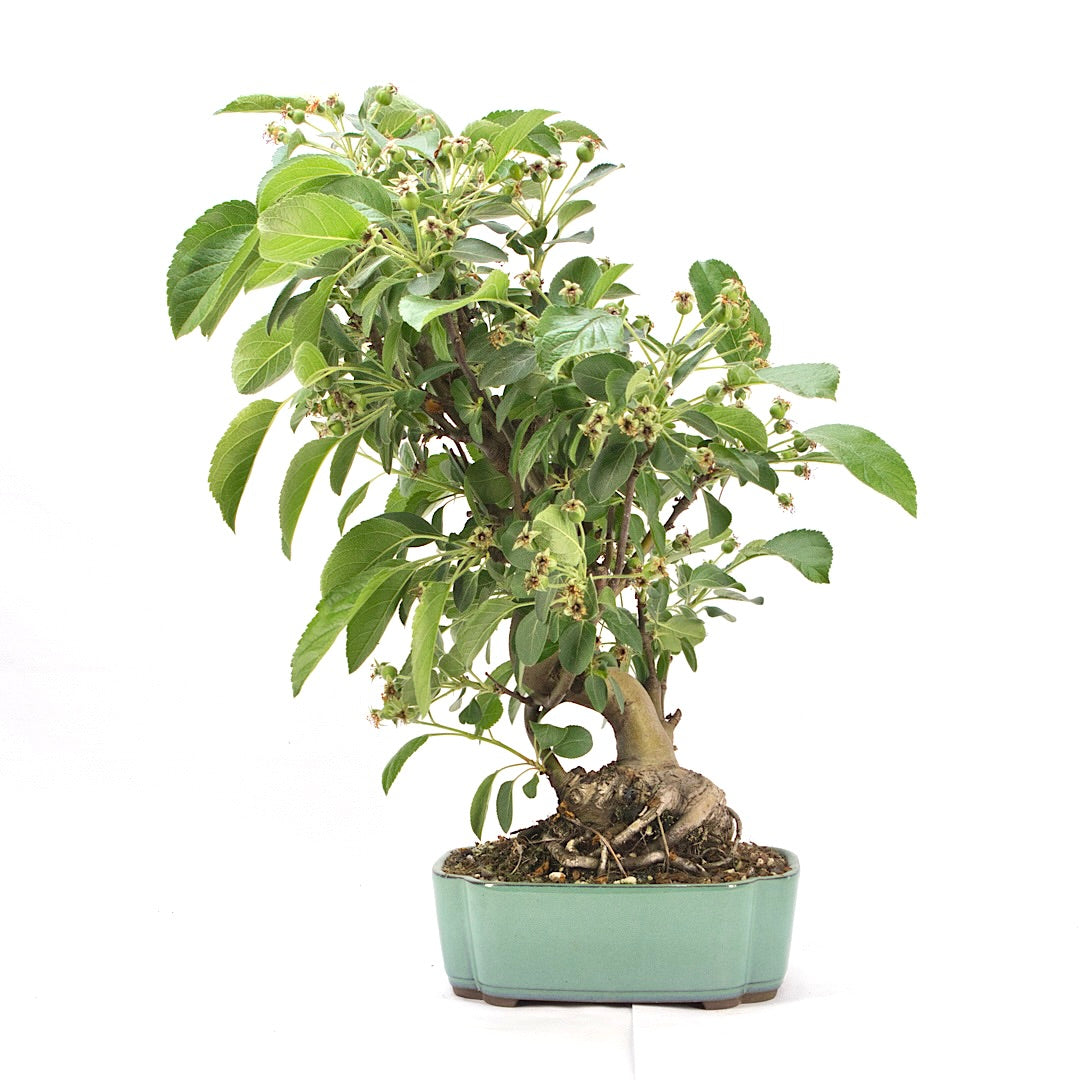 Zierapfel 'Malus spec.'