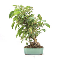 Zierapfel 'Malus spec.'