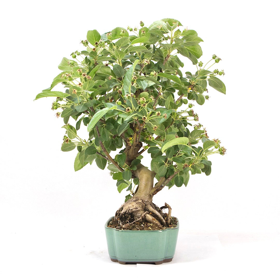 Zierapfel 'Malus spec.'