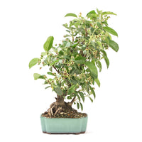 Zierapfel 'Malus spec.'