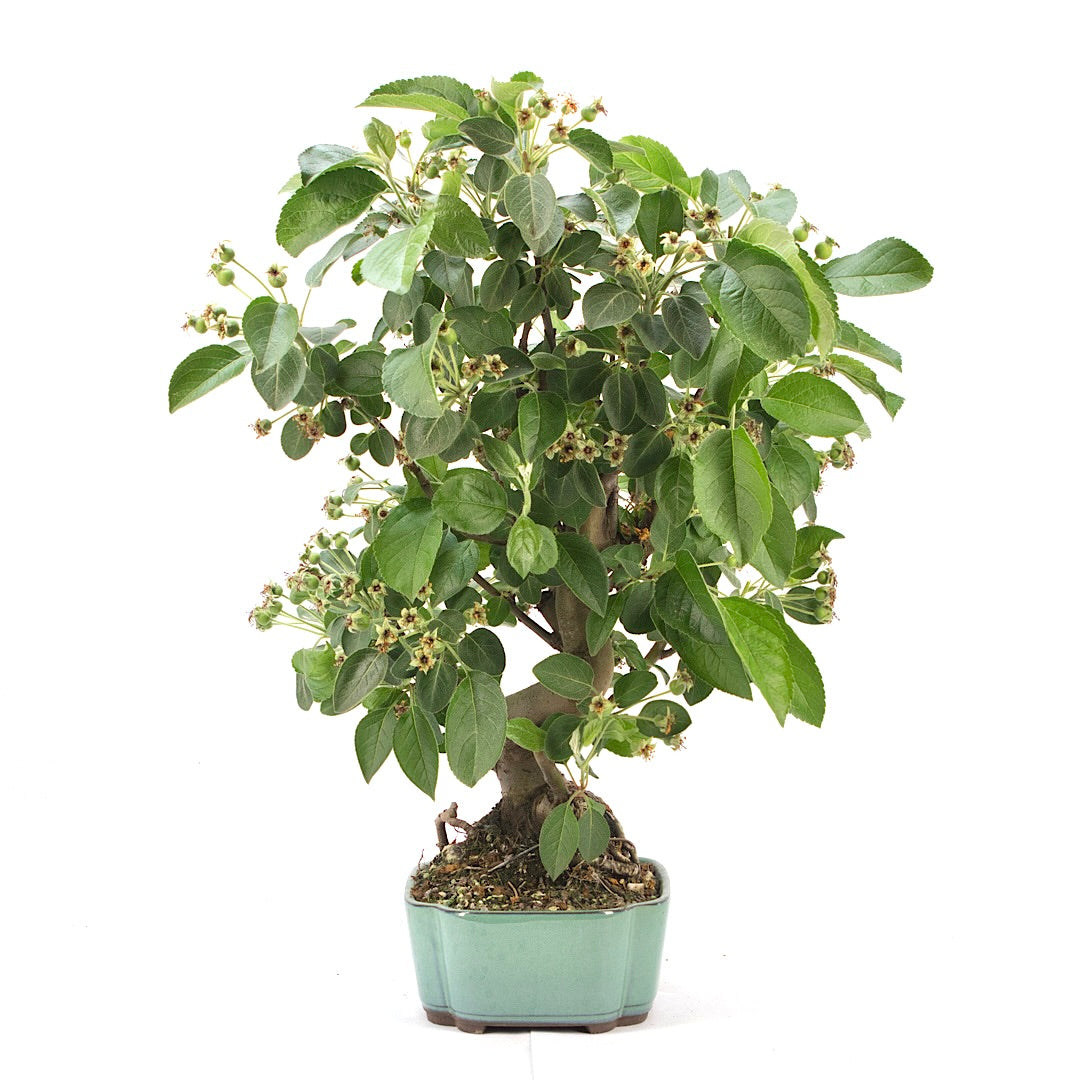 Zierapfel 'Malus spec.'
