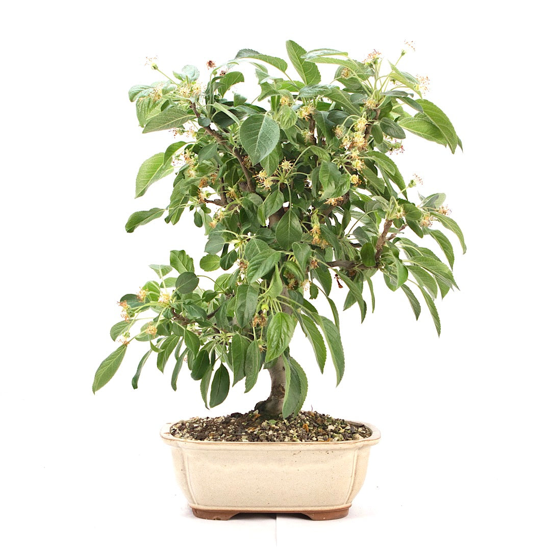 Zierapfel 'Malus spec.'
