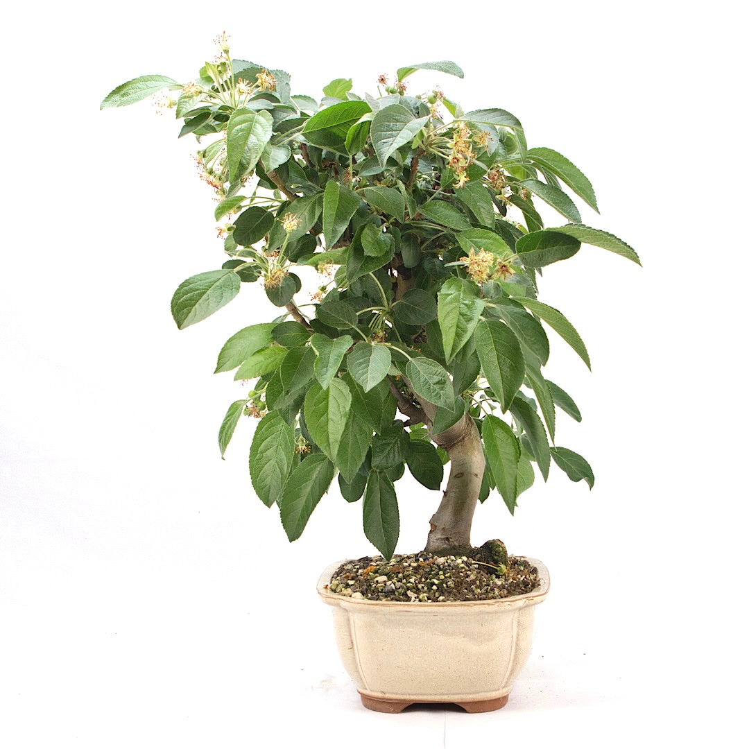 Zierapfel 'Malus spec.'