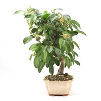 Zierapfel 'Malus spec.'