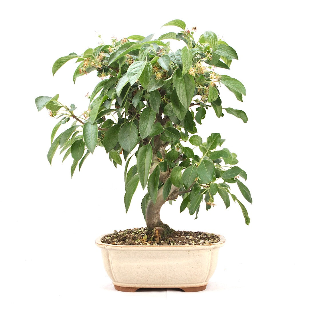 Zierapfel 'Malus spec.'